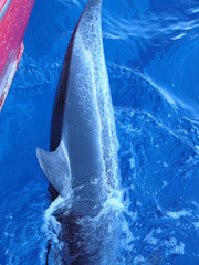 Stenella frontalis