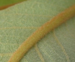 Byrsonima verbascifolia