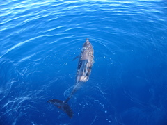 Stenella frontalis