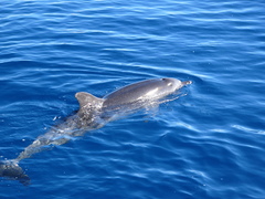 Stenella frontalis