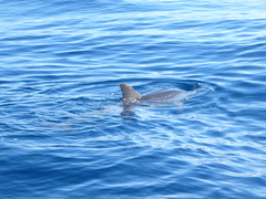 Stenella frontalis