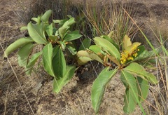 Byrsonima verbascifolia