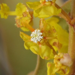Byrsonima verbascifolia
