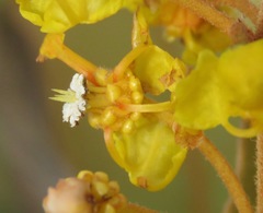Byrsonima verbascifolia
