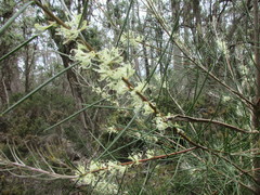Hakea lissosperma