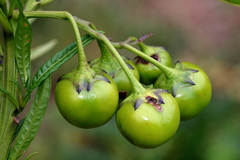 Solanum vescum