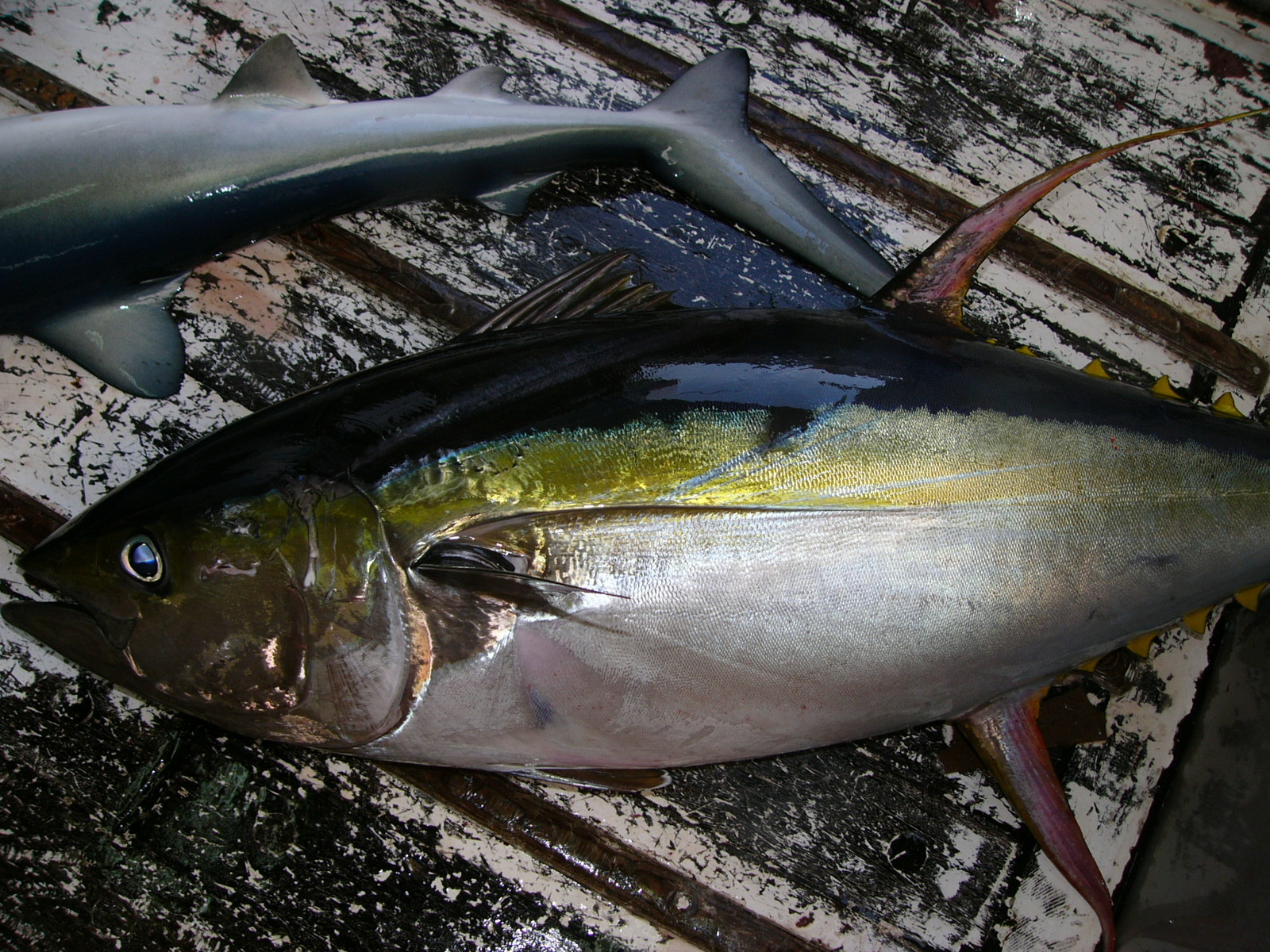 Atun Aleta Amarilla Thunnus Albacares Inaturalist Ecuador