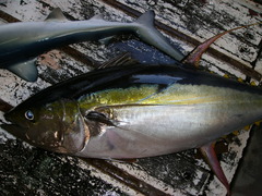 Thunnus albacares
