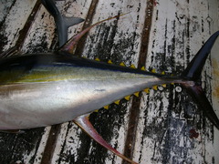 Thunnus albacares