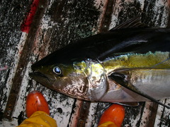 Thunnus albacares
