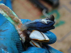 Conchoderma virgatum