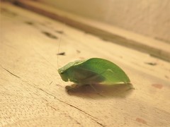 Microcentrum cribrosum