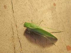 Microcentrum cribrosum