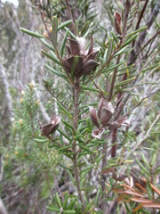 Orites revolutus