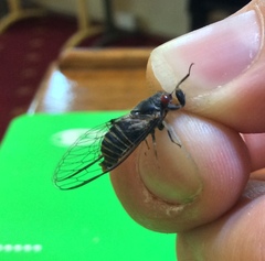 Popplepsalta notialis