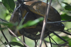 Corallus ruschenbergerii