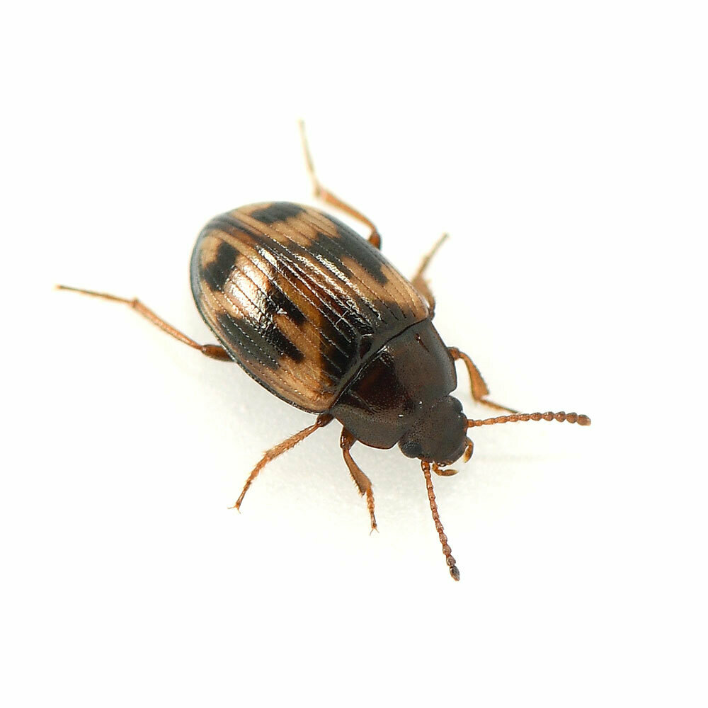 Variegated Darkling Beetle