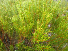 Orites acicularis