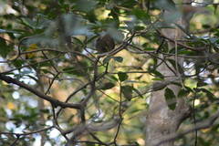 Cyclopes didactylus