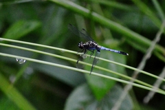 Erythrodiplax avittata