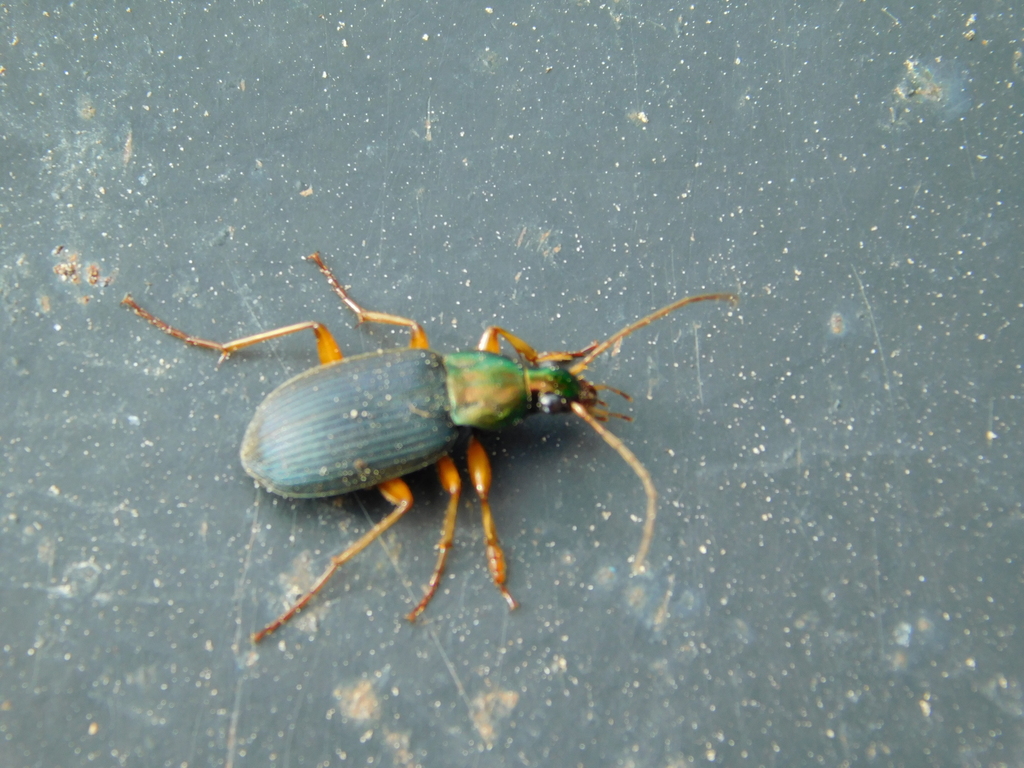 Chlaenius aestivus in December 2018 by Mark Buijtendijk · iNaturalist