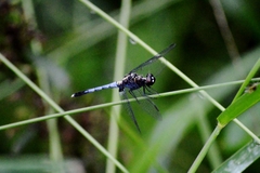 Erythrodiplax avittata