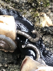 Cahuillus indioensis