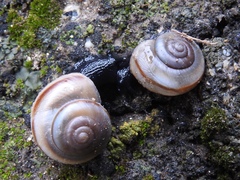 Cahuillus indioensis