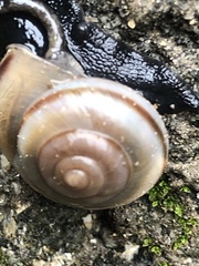 Cahuillus indioensis