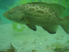 Gulf Grouper photo 4