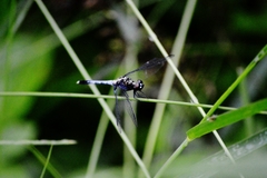 Erythrodiplax avittata