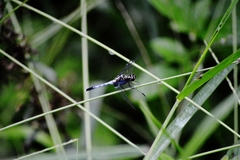Erythrodiplax avittata