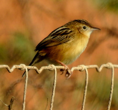 Cisticola juncidis