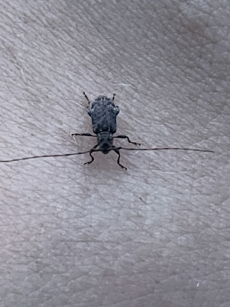 Astylopsis from Green Mountain Lake, Stanardsville, VA, US on June 11