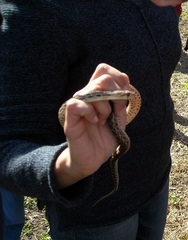 Pituophis catenifer pumilus