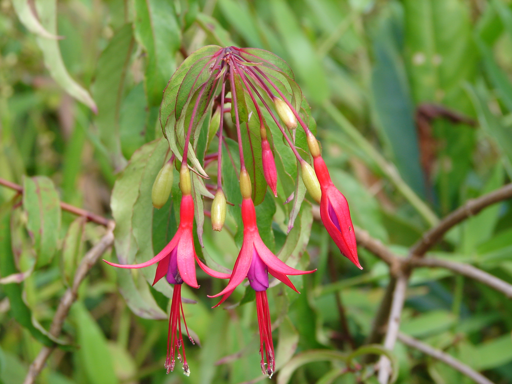 Fuchsia regia
