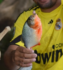 Pygocentrus nattereri