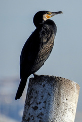 Phalacrocorax carbo