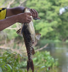 Megalodoras uranoscopus