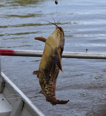 Megalodoras uranoscopus