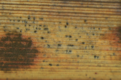 Pseudophaeophleospora phormii