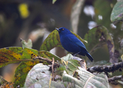 Diglossa indigotica