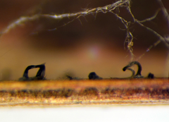 Pseudophaeophleospora phormii