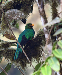 Pharomachrus auriceps