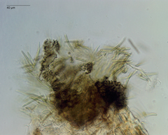 Pseudophaeophleospora phormii