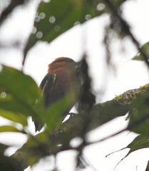 Machaeropterus deliciosus