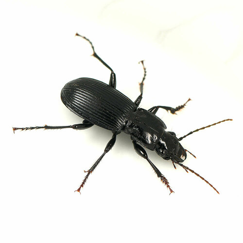 Pterostichus crenicollis photo 3