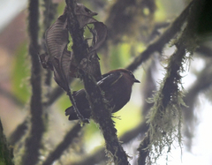 Machaeropterus deliciosus