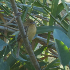 Sporophila morelleti