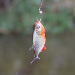 Pygocentrus nattereri